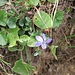 Viola riviniana Rchb. 	<br />Violaceae<br /><br />Viola di Rivinus<br />Violette de Rivinus, Violette à éperon clair <br />Hain-Veilchen <br />