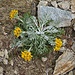 Senecio incanus L. 	<br />Asteraceae<br /><br />Senecione biancheggiante<br />Séneçon blanchâtre <br />Graues Greiskraut, Graues Kreuzkraut <br />