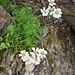 Achillea atrata L. 	<br />Asteraceae<br /><br />Millefoglio del calcare<br />Achillée noirâtre <br />Schwarze Schafgarbe, Hallers Schafgarbe <br />