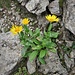 Doronicum grandiflorum Lam.<br />Asteraceae<br /><br />Doronico dei macereti<br />Doronic à grandes fleurs<br />Grossköpfige Gämswurz 