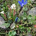 Gentiana nivalis L. 	<br />Gentianaceae<br /><br />Genziana nivale<br />Gentiane des neiges <br />Schnee-Enzian <br />