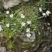 Cerastium cerastoides (L.) Britton <br />Caryophillaceae<br /><br />Peverina a tre stimmi<br />Céraiste à trois styles <br />Dreigriffliges Hornkraut <br />