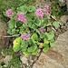 Adenostyles alpina (L.) Bluff & Fingerh. 	<br />Asteraceae<br /><br />Cavolaccio verde<br />Adénostyle glabre <br />Grüner Alpendost, Kahler Alpendost, Kahler Drüsengriffel <br />