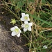 Parnassia palustris L. 	<br />Celastraceae<br /><br />Parnassia<br />Parnassie des marais <br />Studentenröschen, Sumpf-Herzblatt <br />