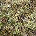 Salix helvetica Vill. 	<br />Salicaceae<br /><br />Salice elvetico<br />Saule de Suisse <br />Schweizer Weide <br />