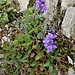 Linaria alpina (L.) Mill. <br />Plantaginaceae<br /><br />Linaiola alpina<br />Linaire des Alpes <br />Alpen-Leinkraut <br />