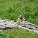 Marmotta in Val Carisole.