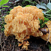 Ein Korallenpilz.