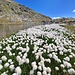 <b>Eriophorum scheuchzeri.<br />I suoi bianchi frutti sono erroneamente chiamati fiori.</b>