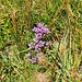 <b>Gentianella germanica.</b>