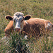 eine etwas aussergewöhnliche Kuh versteckt sich hinter dem hohen Gras