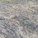 Seltsame Krustentiere, ca. 20 mm lang, 6 mm dick, fanden wir kurz unterhalb der Wasseroberfläche. Weiss jemand was das für Tiere sind?