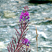 Blume am Fluss