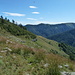 erba alta e giavine