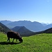 Schwarzes Schaf vor dem Estergebirge