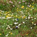 viele Bleame am Wegesrand