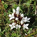 Weisse Feld-Orchidee