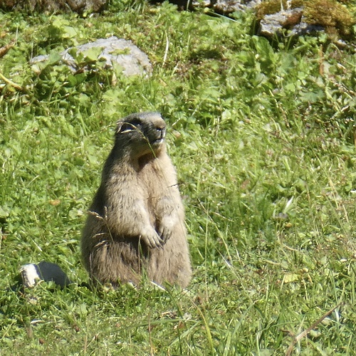 Das wildeste Tier, welches wir heute gesehen haben...