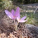 Colchico autunnale