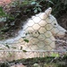 ein weißer sibirischer Wolf zeigt sich