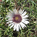 Silberdistel (Carlina acaulis)