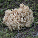 Blasse Koralle (Ramaria pallida) - ein Pilz, der Bauchweh verursacht