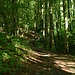 Zurück ins Tal durch "KultURwald"