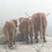 Highländerkühe bei der Alp Aletschji