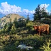 <b>Il tintinnio di campanacci preannuncia la presenza di bovini; si tratta di mucche scozzesi, che pascolano pacifiche in un bellissimo paesaggio al limite superiore della foresta.</b>