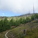 vorbei am Waldbrandgebiet (2003) oberhalb Leuk.