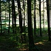Lichtung in der Morgensonne