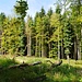 Es gibt auch grünen Wald 