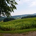 Nördlich Neuenheerse *