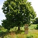 Alter Bildstock *