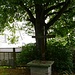 Neuenheerse *
