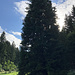 Sequoia. Bis er die Höhe des Sherman-Tree erreicht muss er noch ca. 1800 Jahre wachsen...
