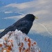 auf der Lauer
