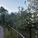 La coltivazione di olivi lungo il Sentiero del Viandante, percorso fantastico.