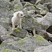 Das kleine putzige Kerlchen im Blockgestein.