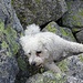 Angel free solo im Urner Granit. Hier gerade bei einem anstrengenden Klimmzug.