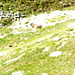 marmotta in fuga.....