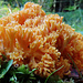 Korallenpilze haben ein gutes Jahr hinter sich :-)