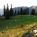 Schafe am Zunderweidkopf