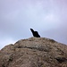Et l'oiseau...lui il a triché...il s'est posé sur notre petit sommet au lieu de grimper!