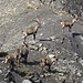 schöne Begegnung am Fuss des Salzhorns