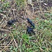 Salamadra alpina (salamandra atra)