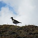 Seltene Sichtung: Mornellregenpfeifer als Zugvogel