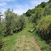 Durch einen Olivenhain leitet die Wegspur nach oben.