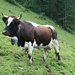 ... wo wir ausserordentlich schöne Kühe antreffen;
Farbvariante I