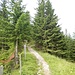 Ist man am Grat angelangt, führt ein guter Weg nach rechts den Rücken hinauf in ein kurzes Waldstück. 